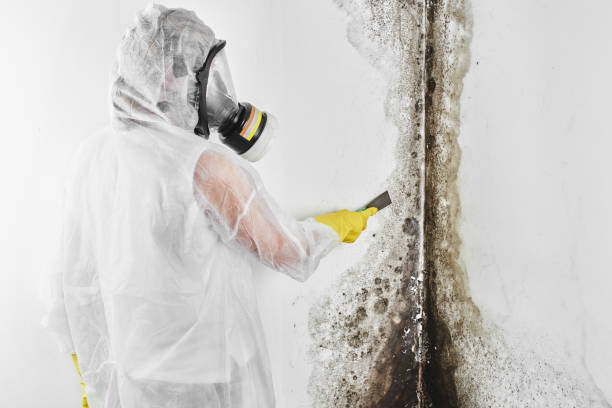 Best Mold Remediation  in Tuckerman, AR