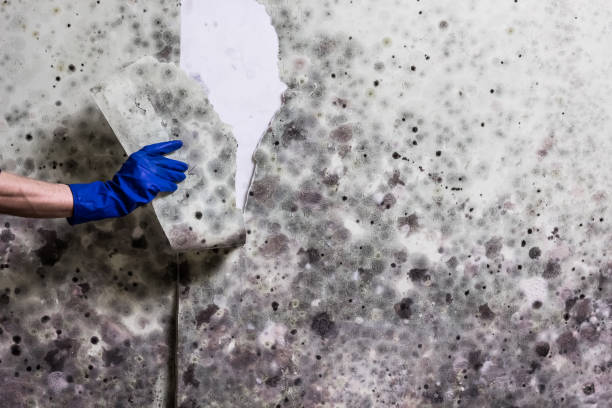 Best Commercial Mold Removal  in Tuckerman, AR